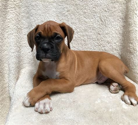 boxer puppies grand junction colorado|akc boxer puppies for sale.